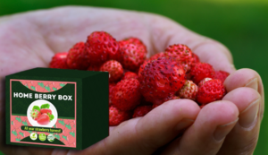 Home Berry Box - review - fungerar - biverkningar - innehåll